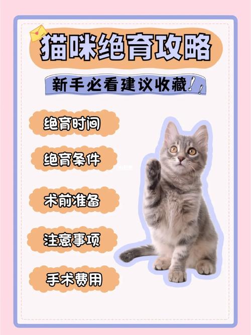 猫咪绝育麻醉效果与恢复时间解析