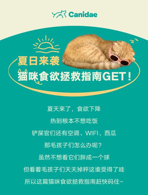 猫咪食欲不振？5个关键因素帮你解决吃不下东西的烦恼