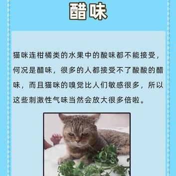 解密猫咪身上的特殊气味