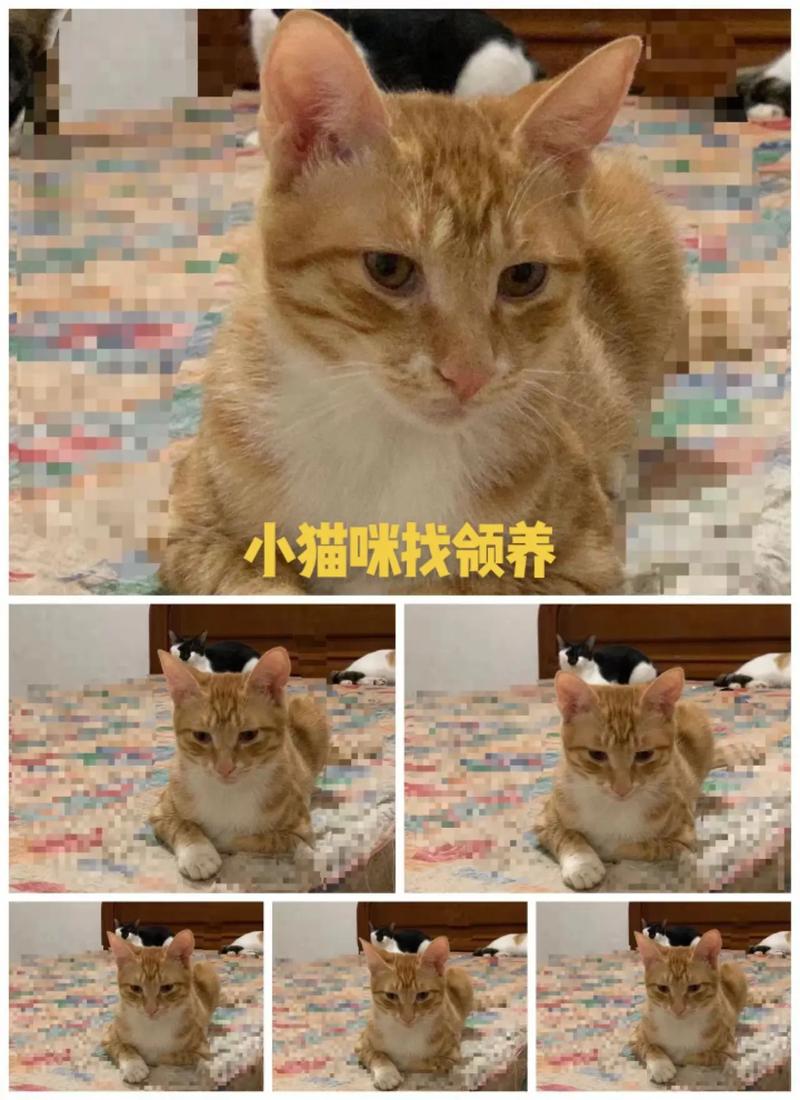 探索猫咪与生猪肉的不和谐之音