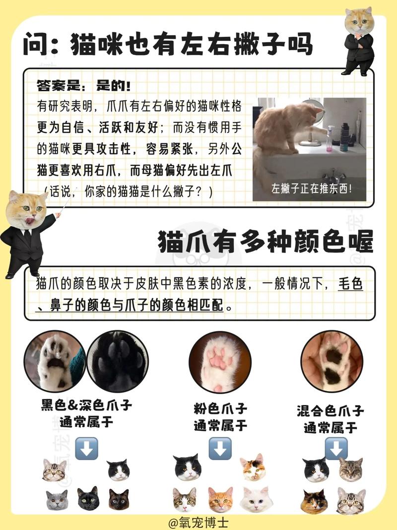 猫咪肉垫红肿的诊断与护理