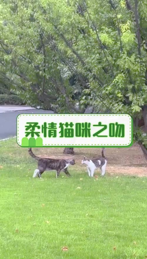 猫咪的爱之吻，揭秘它们为何如此痴迷于自我清洁