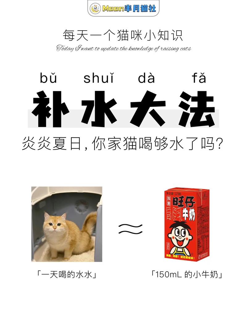 夏日炎炎，猫咪为何喝水变少？