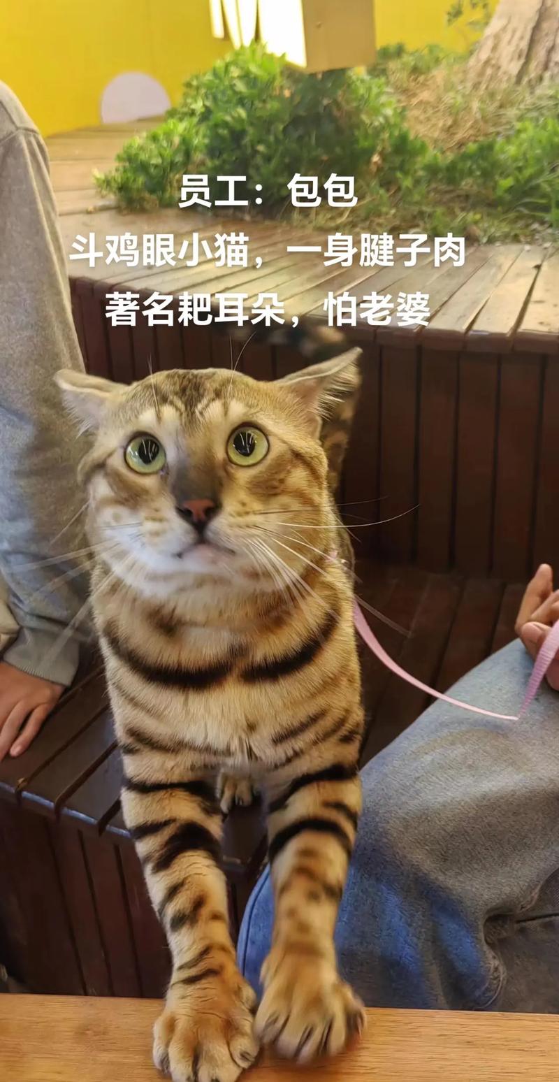 探索猫咪世界的经济价值，从经济实惠到高价宠物的全面解析