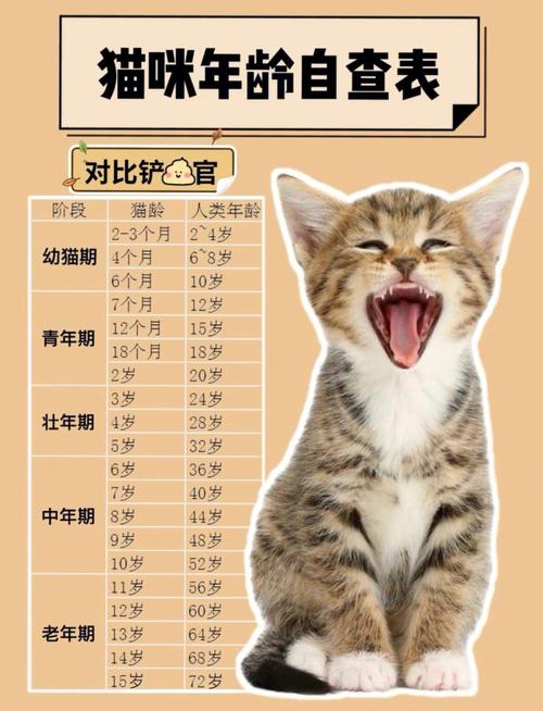 猫咪的年龄密码，如何从它们的行为中解读其实际年龄