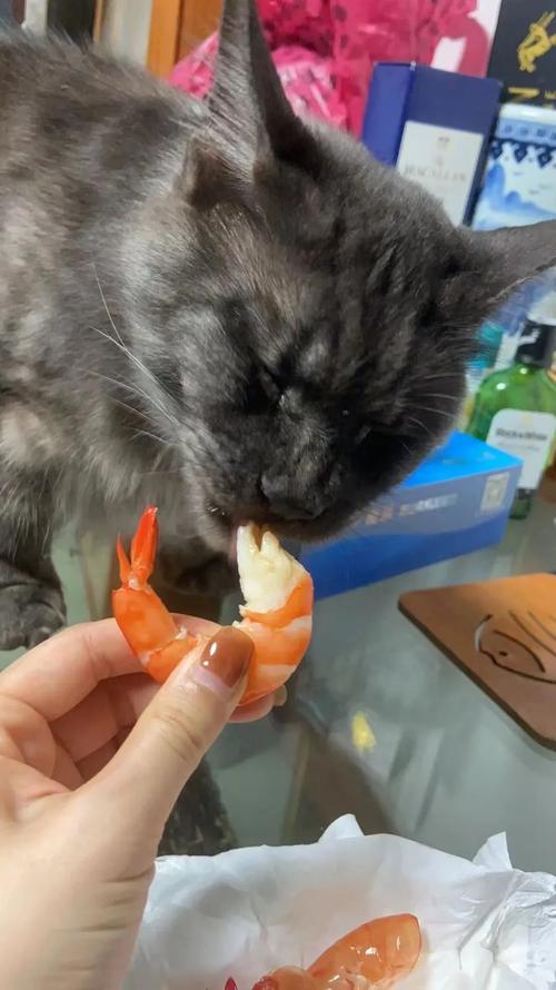 猫咪也能享受美食？揭秘猫咪吃生虾的科学与风险