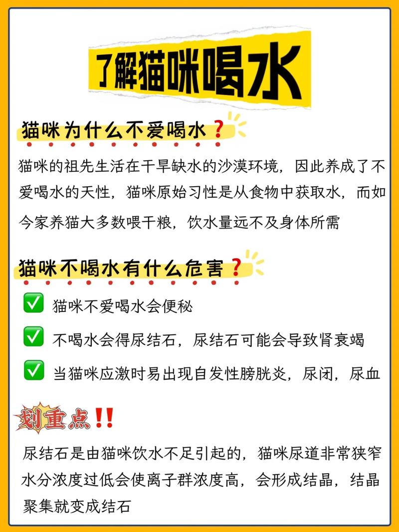 猫咪喝水后为何会呕吐？揭秘猫儿的饮水迷思