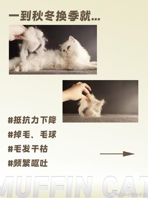 猫咪也会换毛？揭秘你的小猫毛球背后的秘密