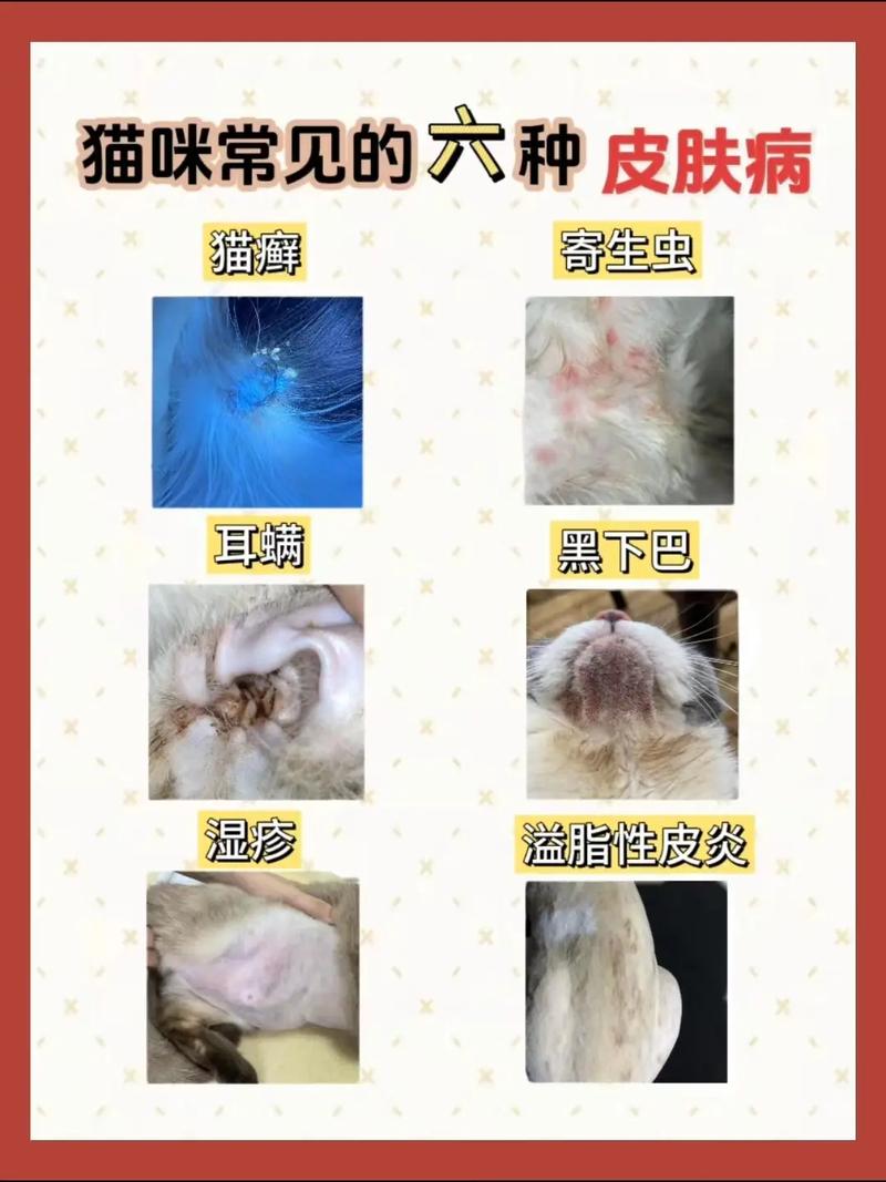 探秘猫咪常见疾病，猫为何会得猫？