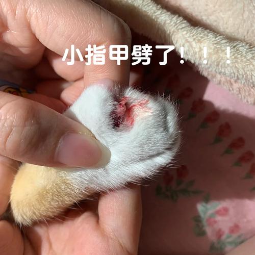 猫咪剪指甲时为何会出血？