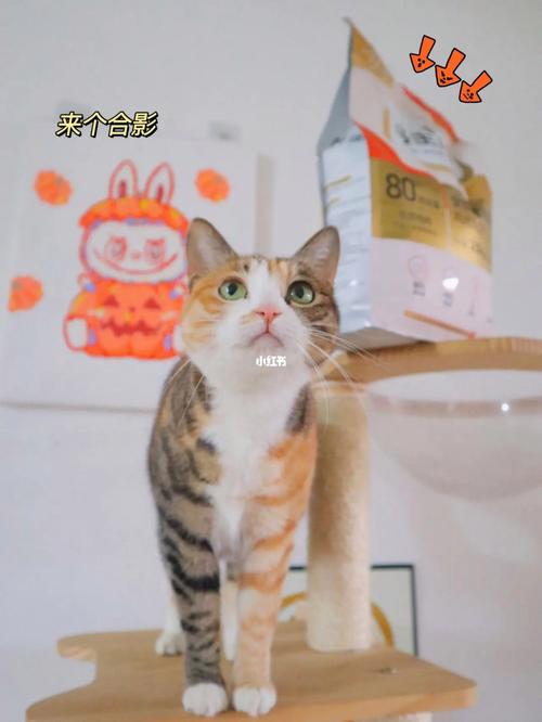 猫咪换了新猫粮却不吃？这5个原因和解决办法你得知道