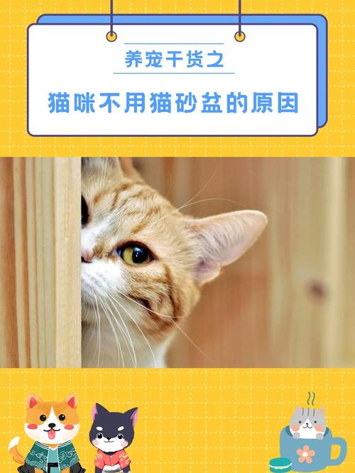 猫咪的小情绪，为何它不肯使用猫砂盆？