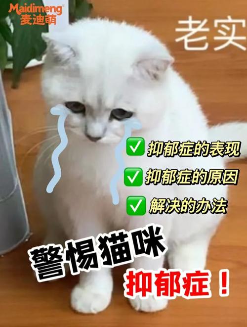 治愈猫咪的抑郁症，如何为它们打造快乐生活