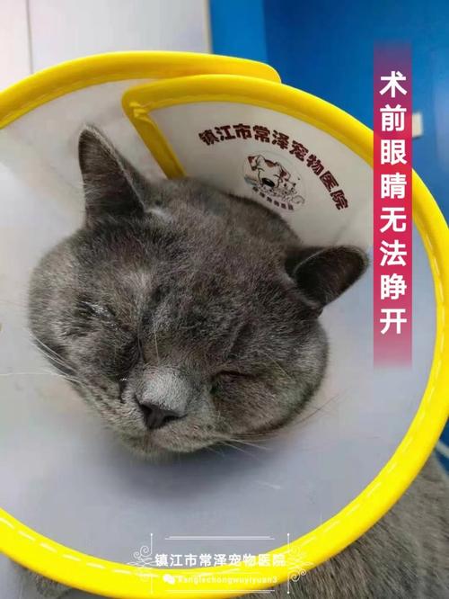 揭秘猫咪倒睫毛手术，为宠物带来舒适生活