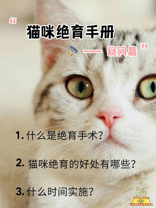 猫咪绝育的好处远大于潜在坏处