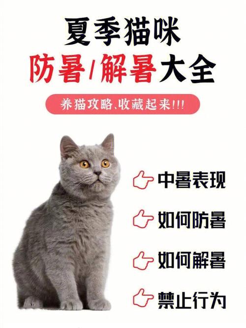 夏日里猫咪的热情呼唤，认识和预防猫咪中暑