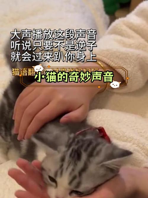 猫咪抖动背后的秘密，理解它们为何会如此激烈