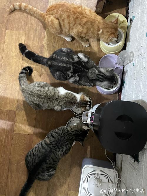 猫咪也能享受美食——揭秘猫和瓜子的和谐共处