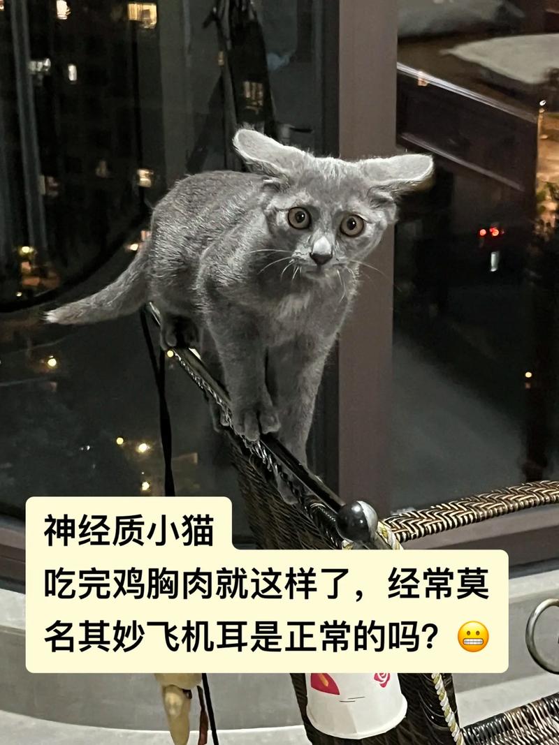 揭秘猫咪的神经质行为，探秘宠物的内在世界