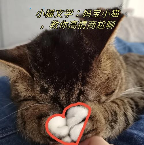 轻松之道，如何让你的猫咪变得温顺