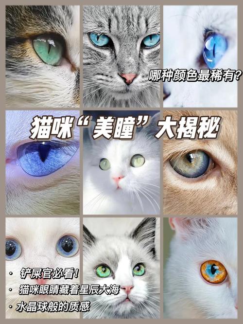 猫咪为何眼角湿？揭秘猫咪湿润眼睛的秘密