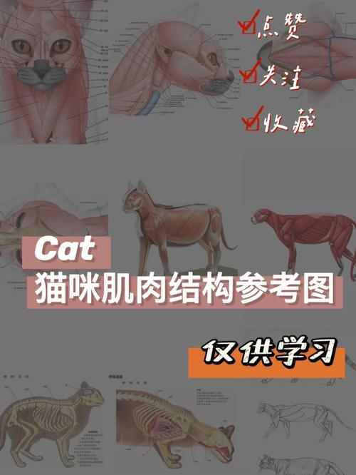 探索猫咪神奇的解剖学，身体结构与功能解析