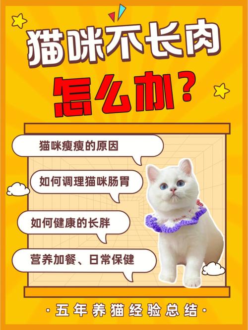 猫咪饲养全攻略，轻松成为猫咪的好朋友