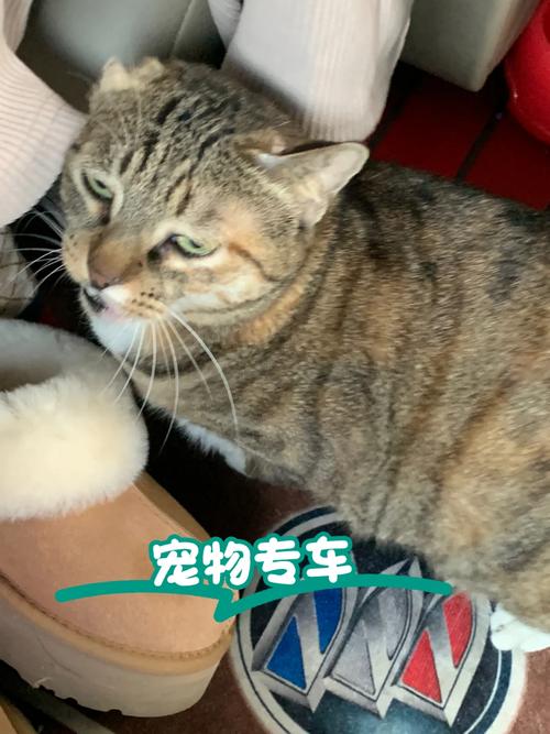 汽车出行，猫咪也能安全同行