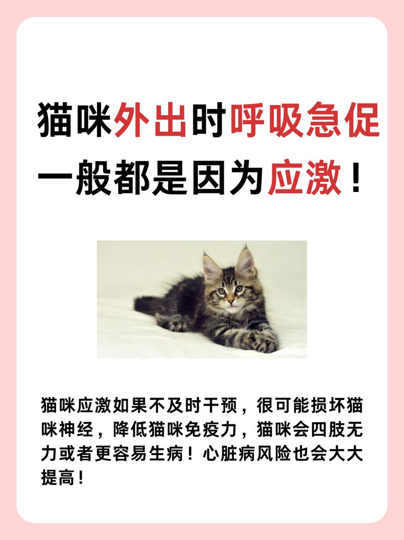 猫咪生产？呼吸急促的背后真相