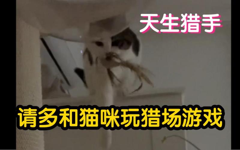 猫咪的天性，为什么它们总爱把沙发当成捕猎场？