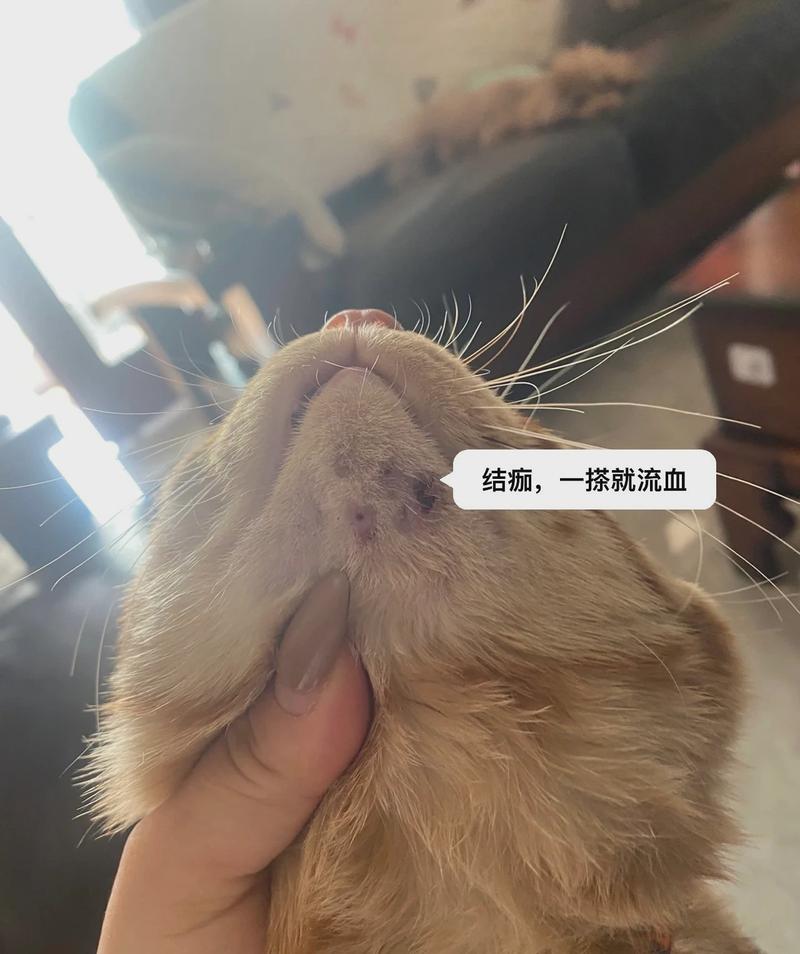 猫咪流血，如何及时识别并应对？