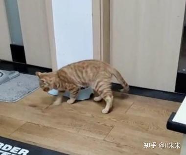 猫咪为何不刨猫砂？了解背后的原因与应对策略