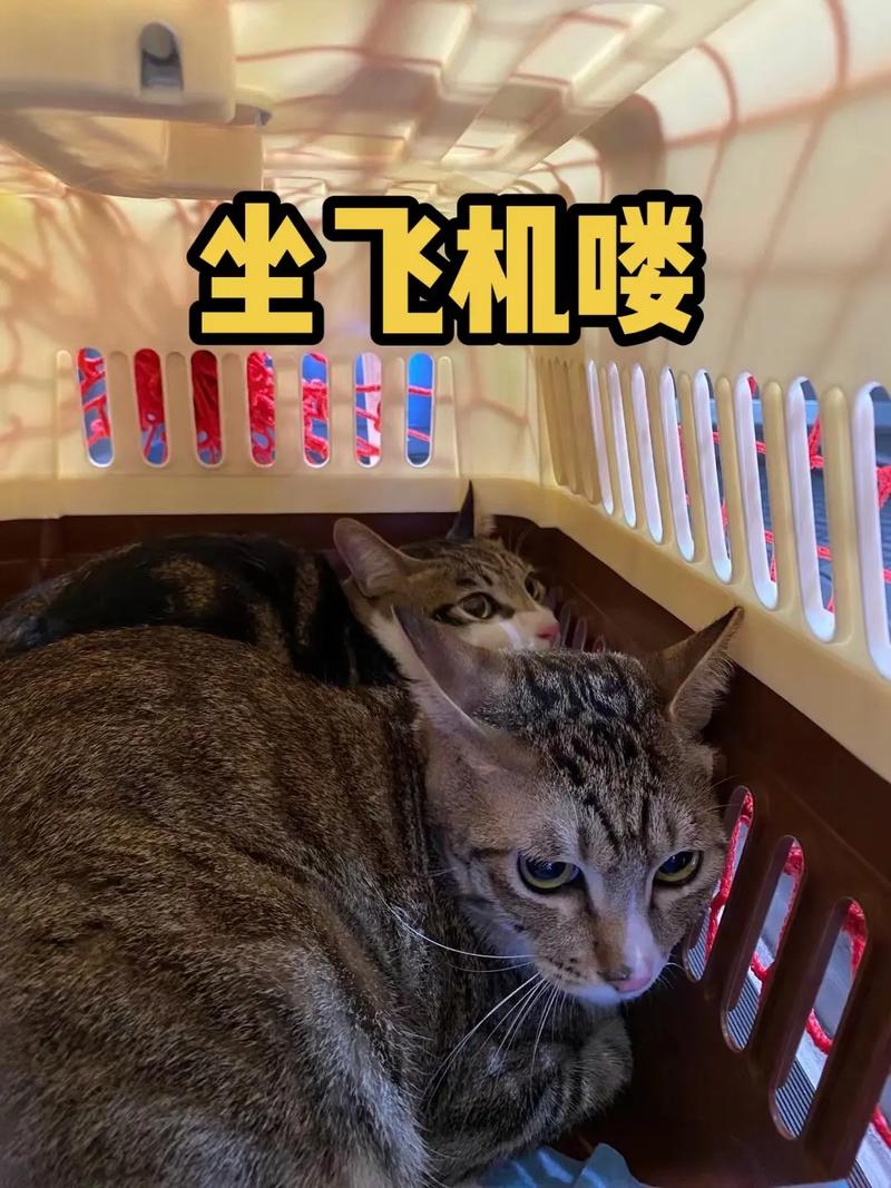 揭秘猫咪带上飞机的那些事儿