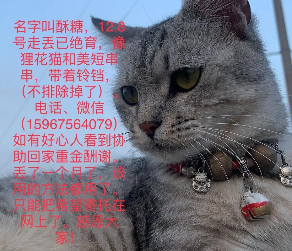 猫咪的温馨之名，公猫名字大全