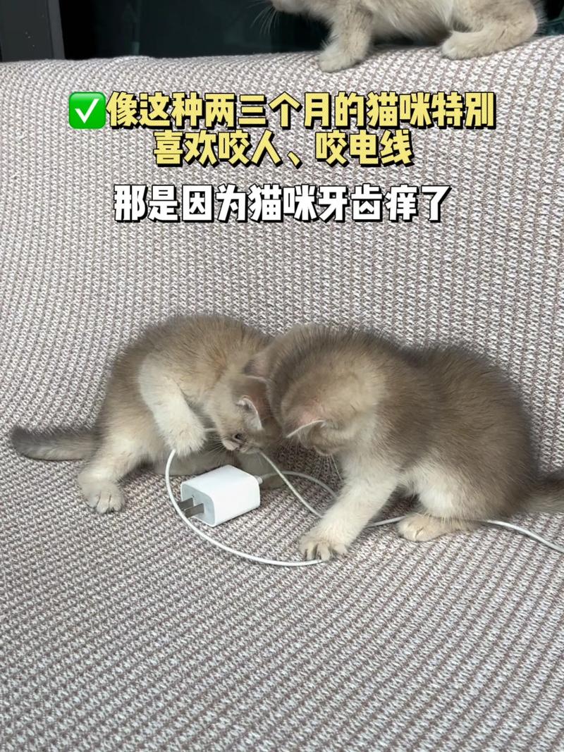 揭秘猫咪为何总是喜欢咬人