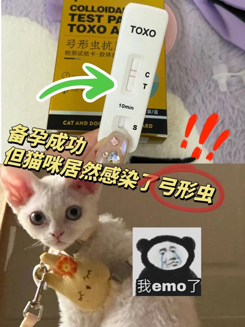 揭秘猫咪与弓形虫，猫是无辜的吗？