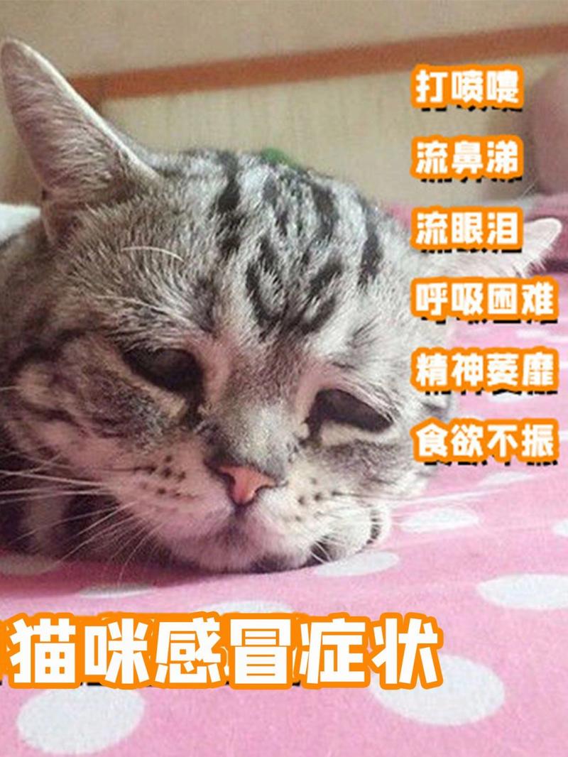 猫咪感冒了打喷嚏