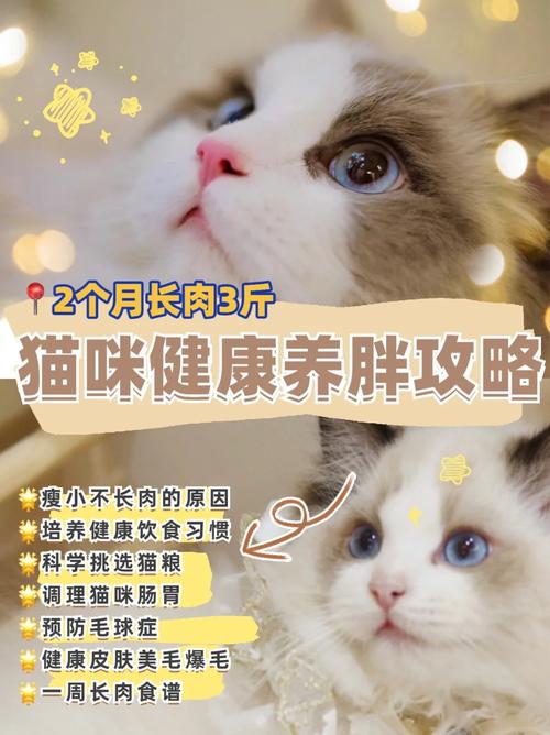 如何让猫吃得既健康又不过剩