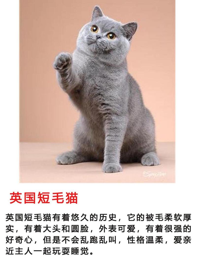 猫咪粘人度排行榜，那些超级黏人的猫种类