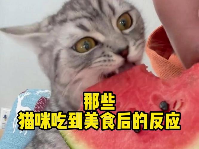 猫咪的甜蜜时刻，一场美食与好奇心的完美邂逅