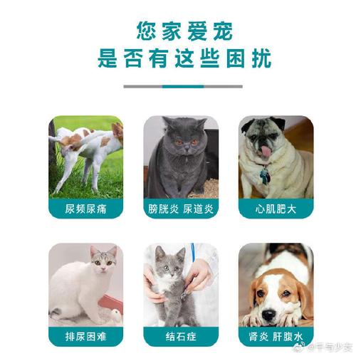 猫咪泌尿疾病饮食疗法——为爱宠解压的科学方法