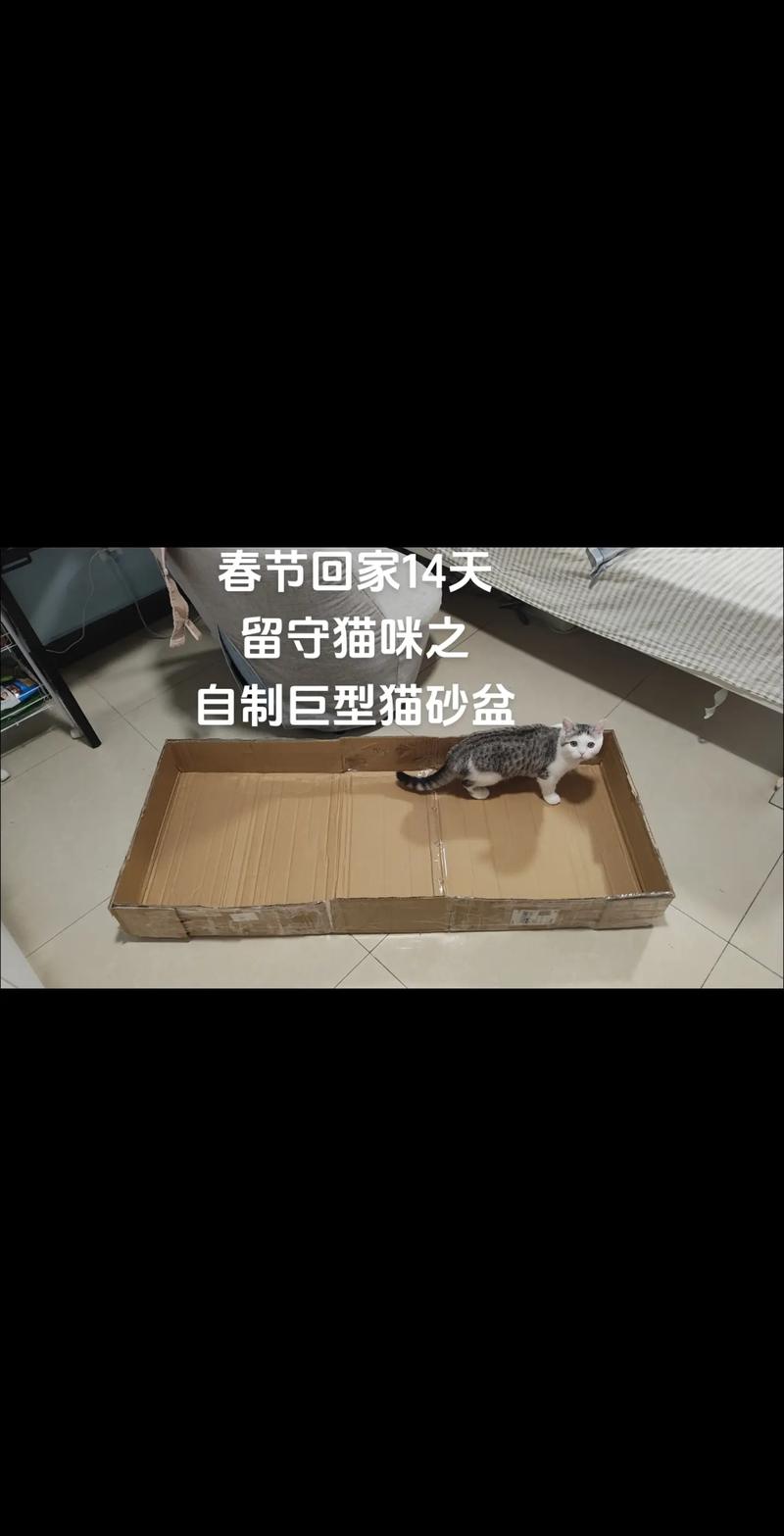 揭秘猫咪的躲猫砂盆艺术，行为背后的秘密