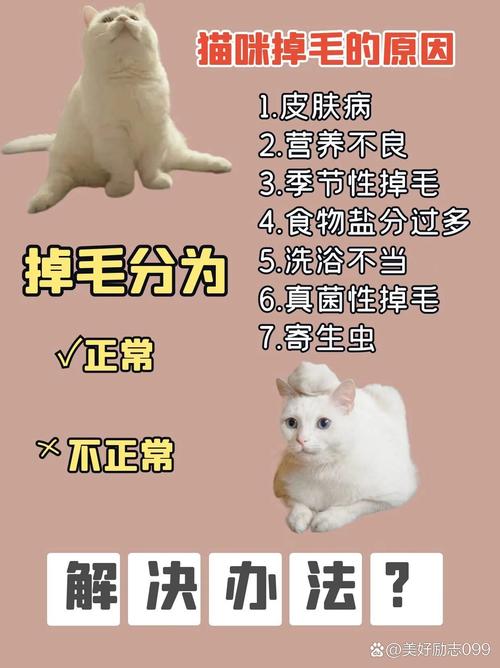 猫咪突然掉毛严重？这5个原因和应对方法你需要知道