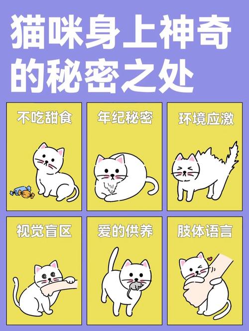 猫咪身上的小惊喜——揭秘软包的秘密