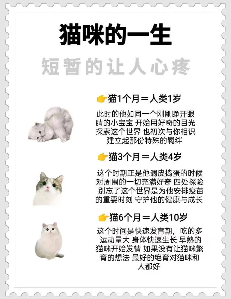 揭秘猫咪的饮食秘密，它们到底吃啥就拉啥