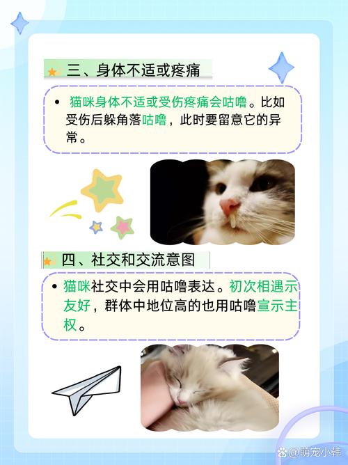 猫咪的咕咕声，揭秘为什么摸它会这样叫