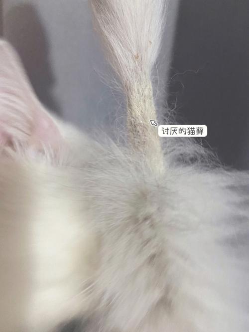 猫咪的爱抚艺术，从皮特芬到皮特法