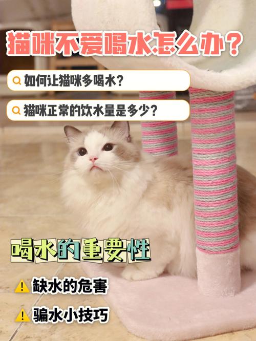 猫咪不爱吃饭为何爱喝水？