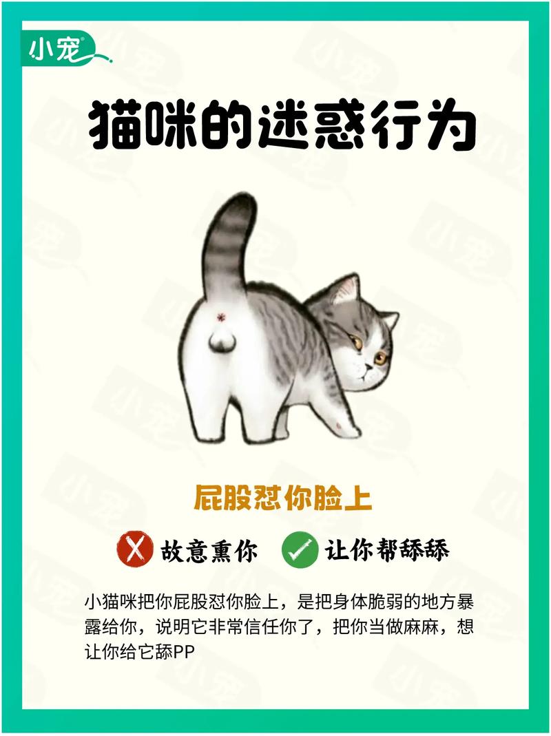 如何解决猫咪屁股散发异味的问题