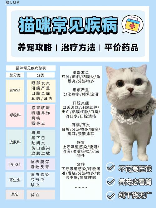 猫咪怀孕期间的用药注意事项，如何安全地应对疾病